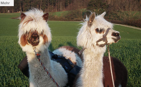 tl_files/Therapie auf vier Beinen/01_images/03_die_tiere/03_die_tiere_01.jpg